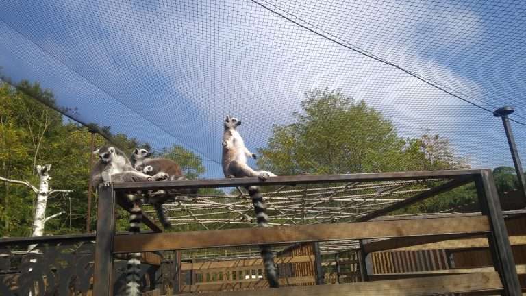 Lemuren im Zoo von Bordeux, die meditieren.