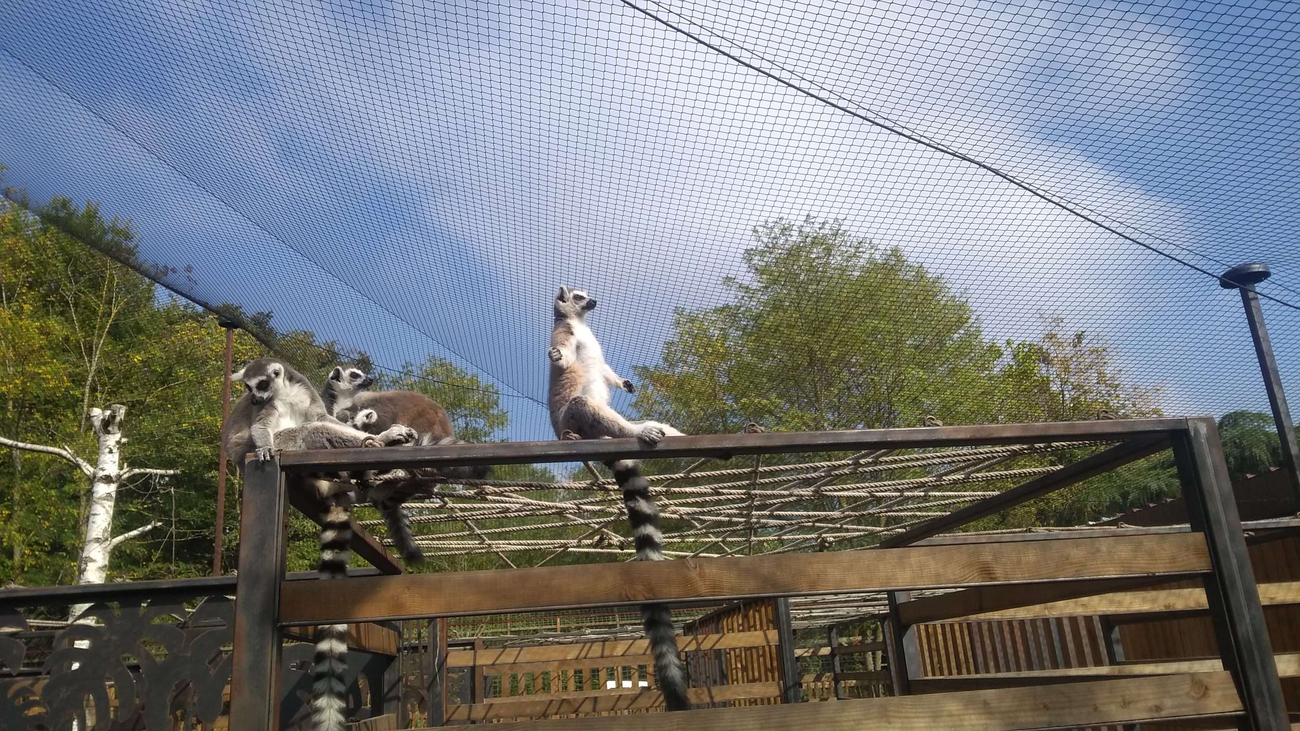 Lemuren im Zoo von Bordeux, die meditieren.